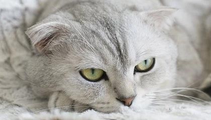 欧亿体育投注-华体会体育:皇马官方赞助商,助力足球梦想腾飞